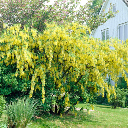 Golden Rain Tree | Laburnum watereri 'Vossii' Ornamental Trees