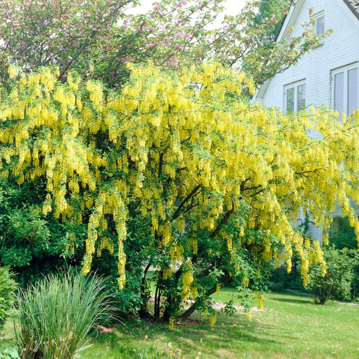 Golden Chain Tree | Laburnum watereri 'Vossii' – Roots Plants