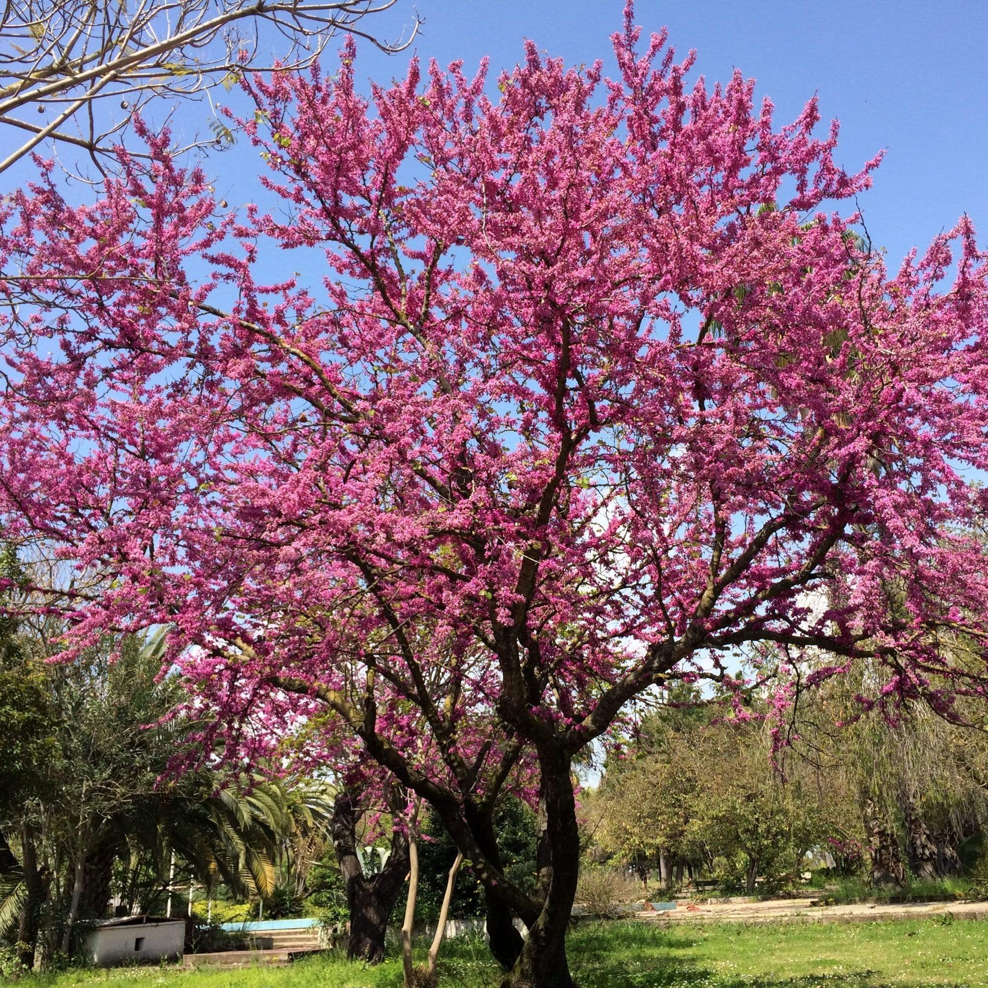 Judas Tree | Cercis siliquastrum