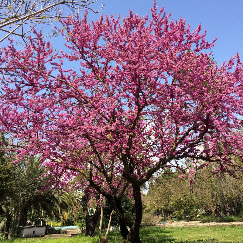 Judas Tree | Cercis siliquastrum Ornamental Trees