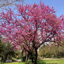 Judas Tree | Cercis siliquastrum Ornamental Trees