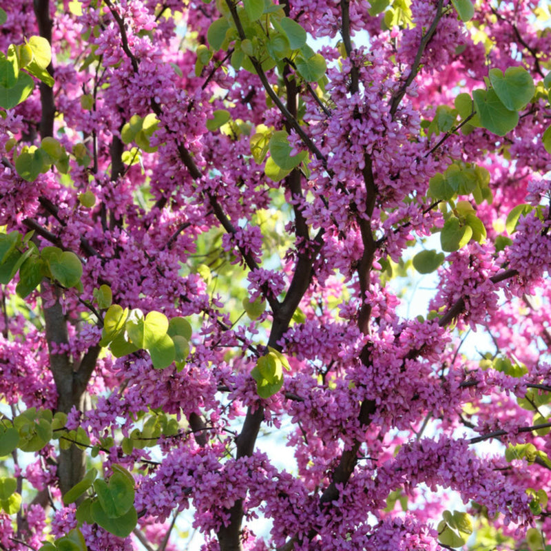 Judas Tree | Cercis siliquastrum Ornamental Trees