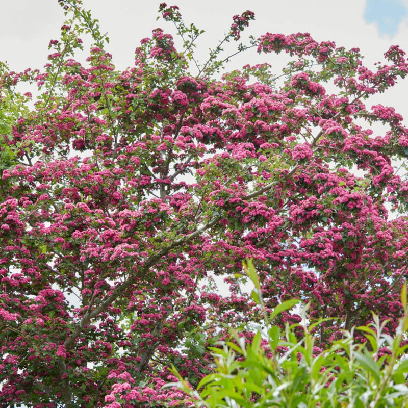 Judas Tree | Cercis siliquastrum Ornamental Trees