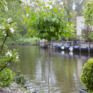 Japanese Katsura Tree | Cercidiphyllum Japonicum Ornamental Trees