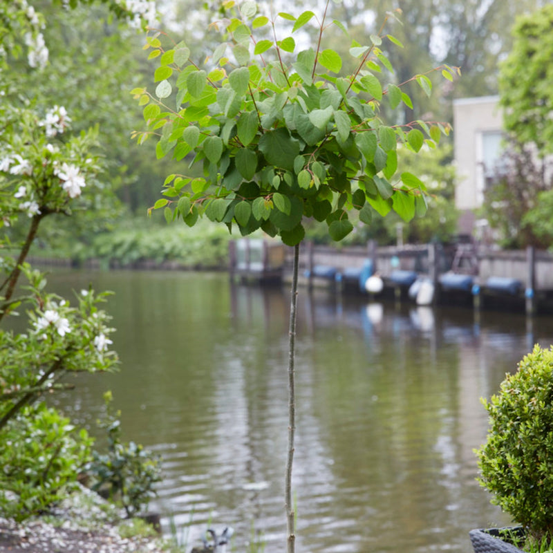Japanese Katsura Tree | Cercidiphyllum Japonicum Ornamental Trees