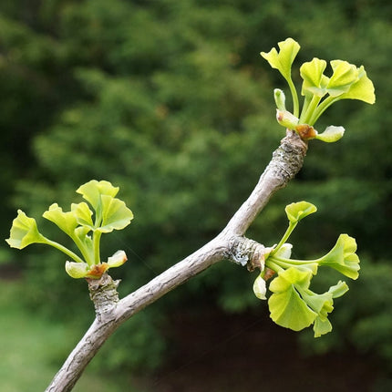 Maidenhair Tree | Ginkgo Biloba Ornamental Trees