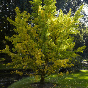 Maidenhair Tree | Ginkgo biloba Ornamental Trees