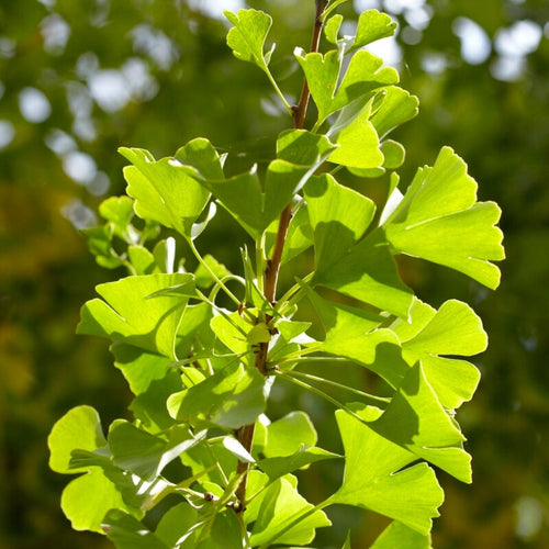 Columnar Gingko | Ginkgo biloba 'Menhir' Ornamental Trees