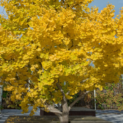 Maidenhair Tree | Ginkgo Biloba Ornamental Trees