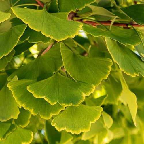 Columnar Gingko | Ginkgo biloba 'Menhir' Ornamental Trees