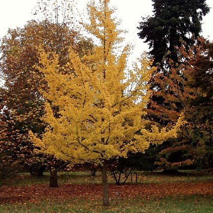 Maidenhair Tree | Ginkgo Biloba Ornamental Trees