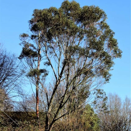 Snow Gum Tree | Eucalyptus pauciflora 'Niphophila' Ornamental Trees