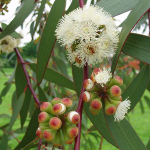 Snow Gum Tree | Eucalyptus pauciflora 'Niphophila' Ornamental Trees