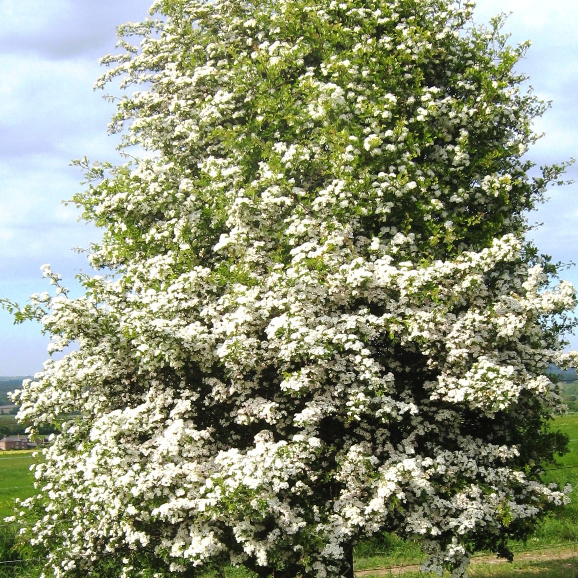 Hybrid Cockspur Hawthorn | Crataegus x lavalleei 'Carrierei'