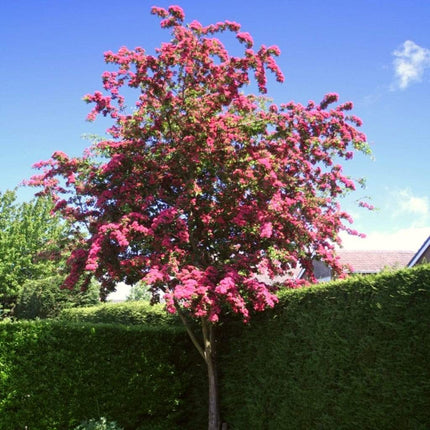 Red Hawthorn Tree | Crataegus laevigata 'Paul's Scarlet' Ornamental Trees