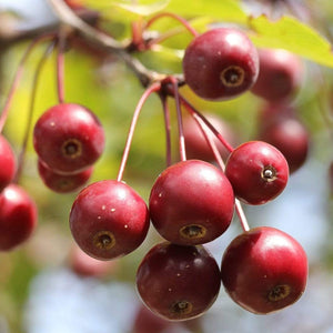 Jelly King' Crabapple Tree Ornamental Trees