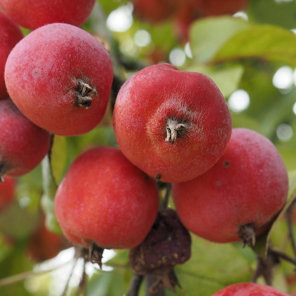 'Jelly King' Crabapple Tree