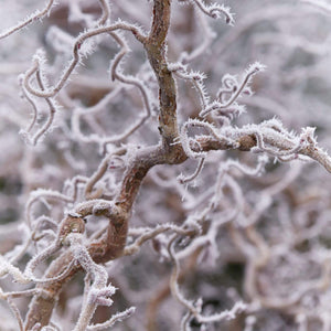 Purple Corkscrew Hazel | Corylus avellana 'Red Majestic' Ornamental Trees