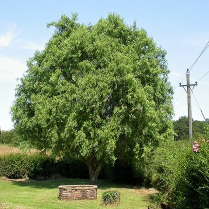 Corkscrew Willow | Salix matsudana 'Tortuosa' Ornamental Trees