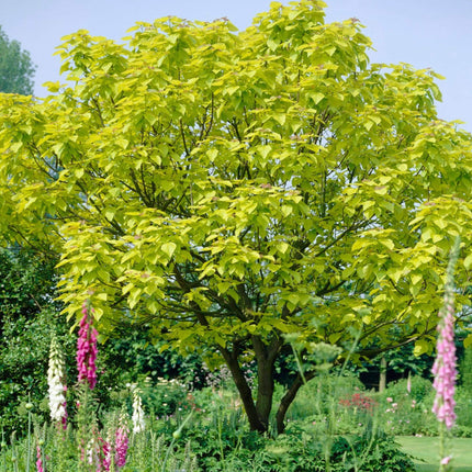 Indian Bean Tree | Catalpa bignonioides 'Aurea' Ornamental Trees