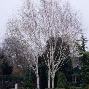 Himalayan Birch Tree | Betula Utilis Jacquemontii Ornamental Trees