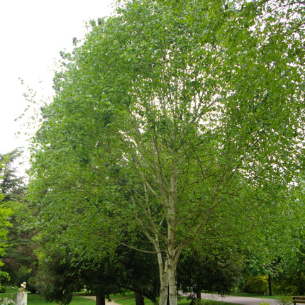 Himalayan Birch Tree | Betula Utilis Jacquemontii Ornamental Trees
