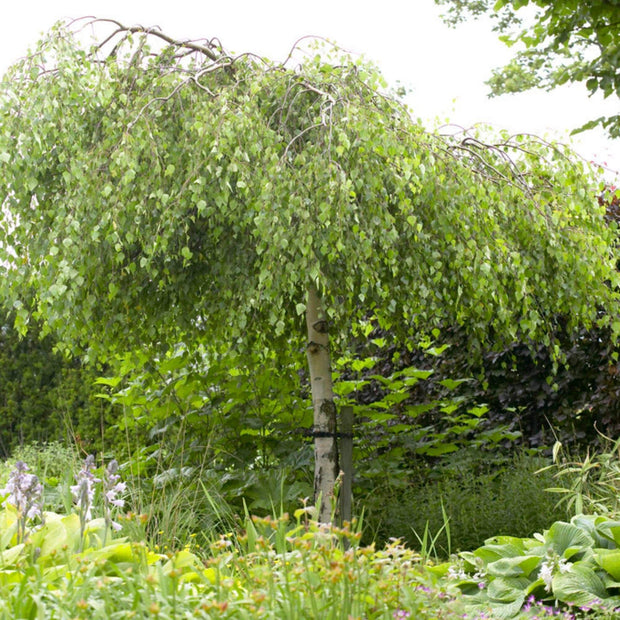 Weeping Silver Birch Tree | Betula Pendula Youngii Ornamental Trees