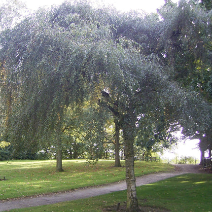 Weeping Silver Birch Tree | Betula Pendula Youngii Ornamental Trees