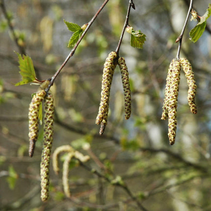 Silver Birch Tree | Betula Pendula Ornamental Trees