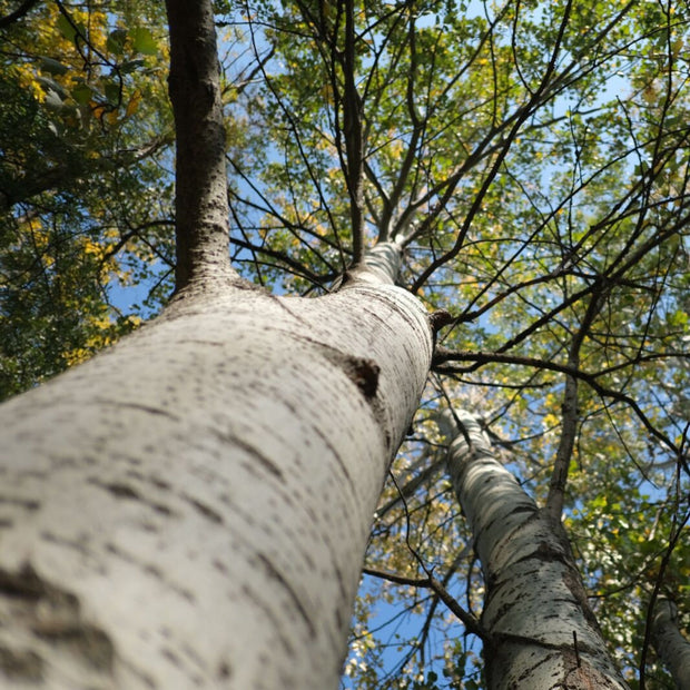 Paper Birch Tree | Betula Papyrifera Ornamental Trees