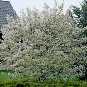 Juneberry Tree | Amelanchier Lamarckii Ornamental Trees