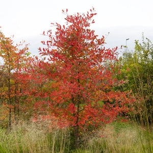 Amelanchier Tree | Amelanchier Canadensis Ornamental Trees