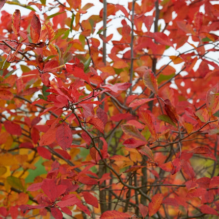 Amelanchier Tree | Amelanchier Canadensis Ornamental Trees