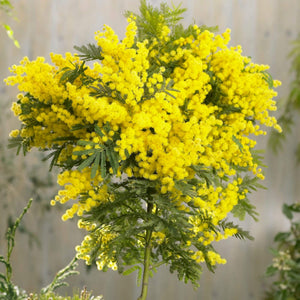 Golden Mimosa Tree | Acacia dealbata Ornamental Trees