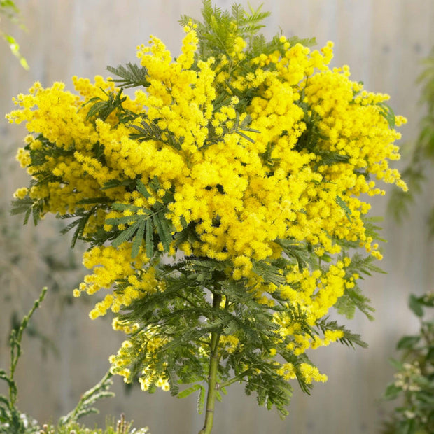 Golden Mimosa Tree | Acacia dealbata Ornamental Trees