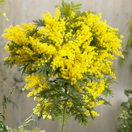 Golden Mimosa Tree | Acacia dealbata Ornamental Trees