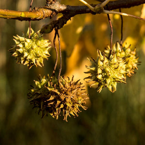 Sweetgum Tree | Liquidambar styraciflua Ornamental Trees