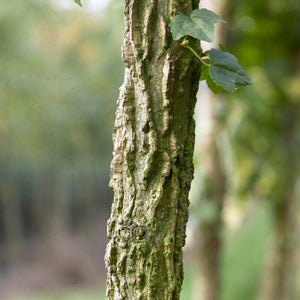 Thea Liquidambar Tree Ornamental Trees