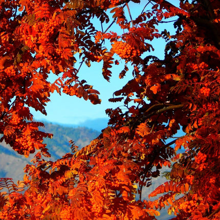 Scarlet Japanese Rowan Tree | Sorbus commixta 'Embley' Ornamental Trees