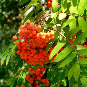 Scarlet Japanese Rowan Tree | Sorbus commixta 'Embley' Ornamental Trees