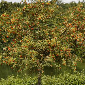Scarlet Japanese Rowan Tree | Sorbus commixta 'Embley' Ornamental Trees