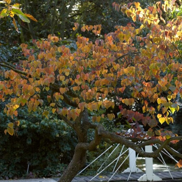 Forest Pansy' Canadian Redbud Tree | Cercis canadensis Ornamental Trees