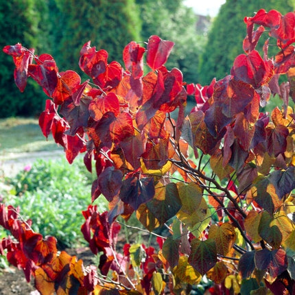 Forest Pansy' Canadian Redbud Tree | Cercis canadensis Ornamental Trees