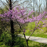 Red Force' Canadian Redbud Tree | Cercis canadensis Ornamental Trees