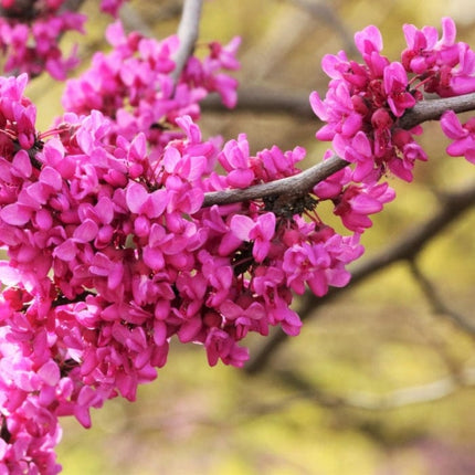 Red Force' Canadian Redbud Tree | Cercis canadensis Ornamental Trees