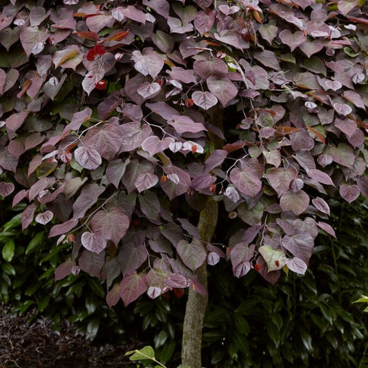 Ruby Falls' Weeping Redbud Tree | Cercis canadensis Ornamental Trees