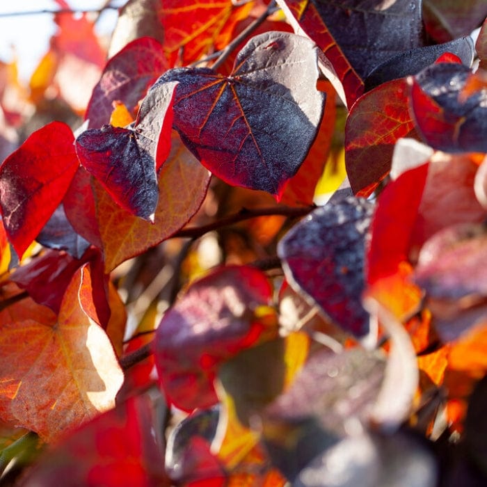 Ruby Falls' Weeping Redbud Tree | Cercis canadensis Ornamental Trees