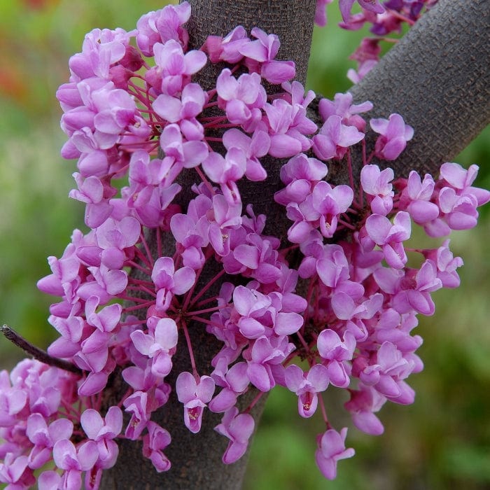 Ruby Falls' Weeping Redbud Tree | Cercis canadensis Ornamental Trees