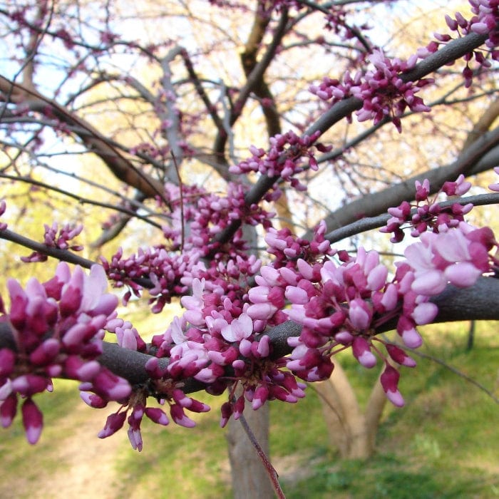 Ruby Falls' Weeping Redbud Tree | Cercis canadensis Ornamental Trees
