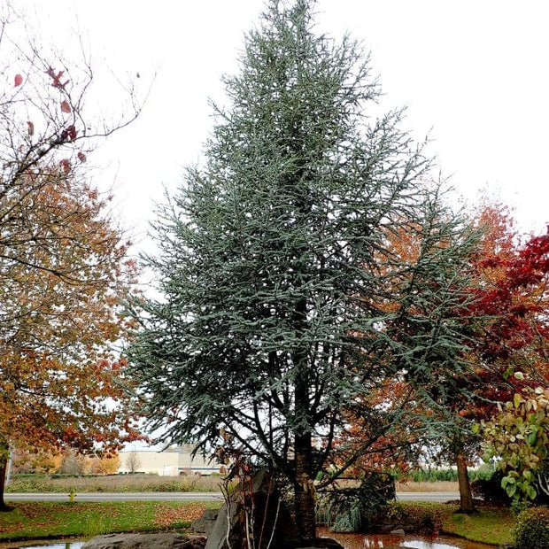 Glauca' Blue Cedar Tree | Cedrus atlantica Ornamental Trees